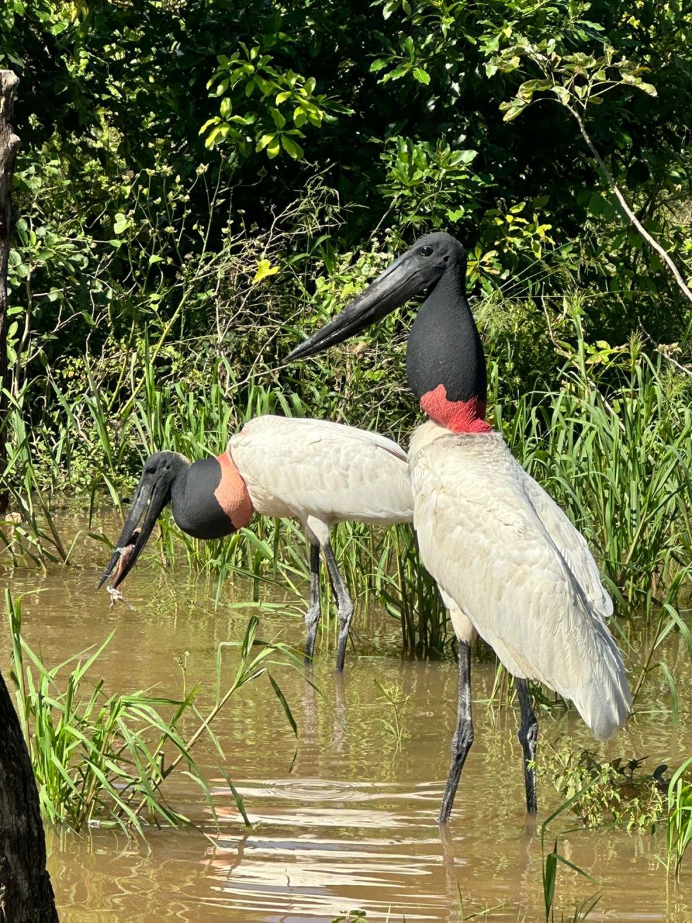 RIO CUIABA,  CORAO DO PANTANAL NORTE, MAIOR BACIA DO PANTANAL